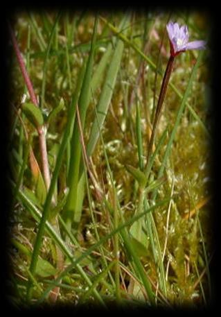 alsinifolium (žabincolistá; C3), E.