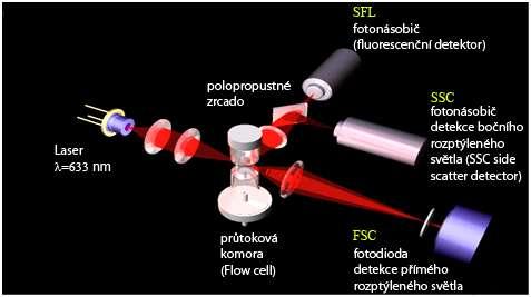 Optická metoda je založena na principu průtokové fluorescenční cytometrie, u které dochází k proměřování buněčných elementů rozdělených hydrodynamickou fokusací pomocí světelného záření (nejčastěji