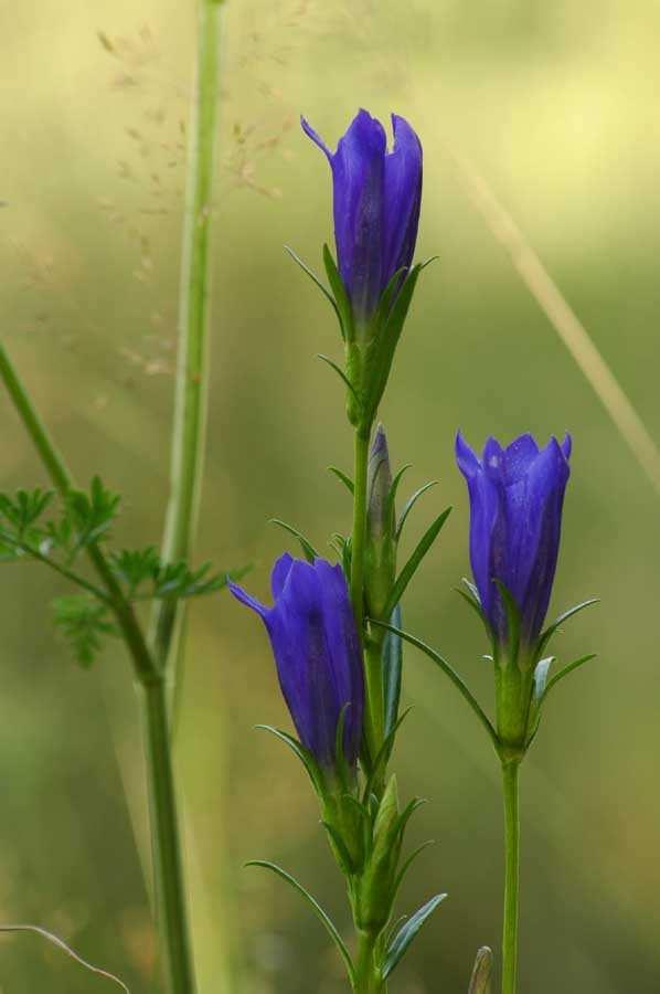 (Iris sibirica) mečík
