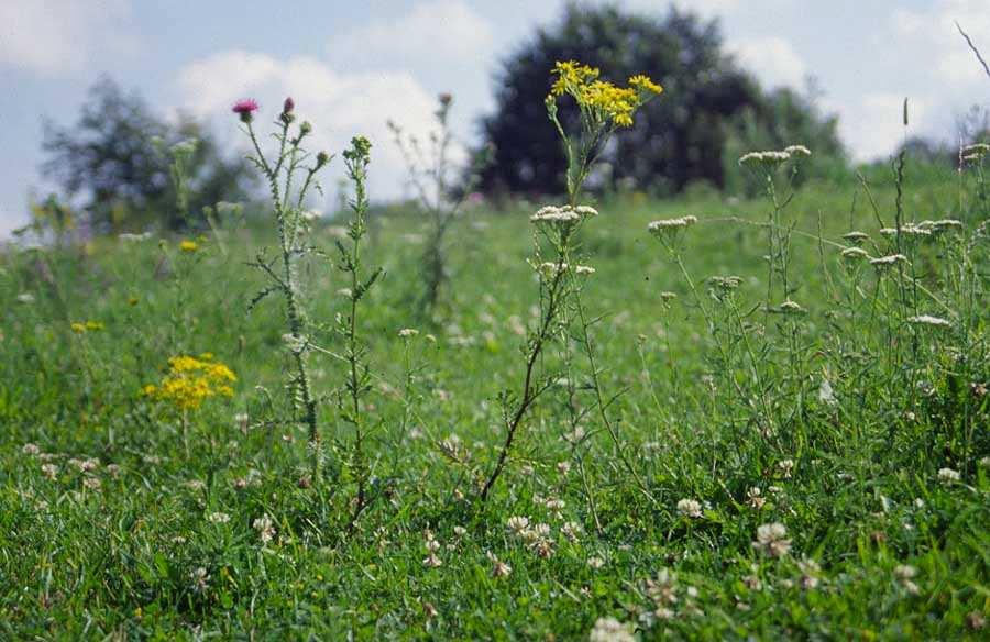 Zväz: Cynosurion krátkosteblové podhorské lúky a pasienky bodliak tŕnitý (Carduus acanthoides) starček jakobeov (Senecio jacobaea) na