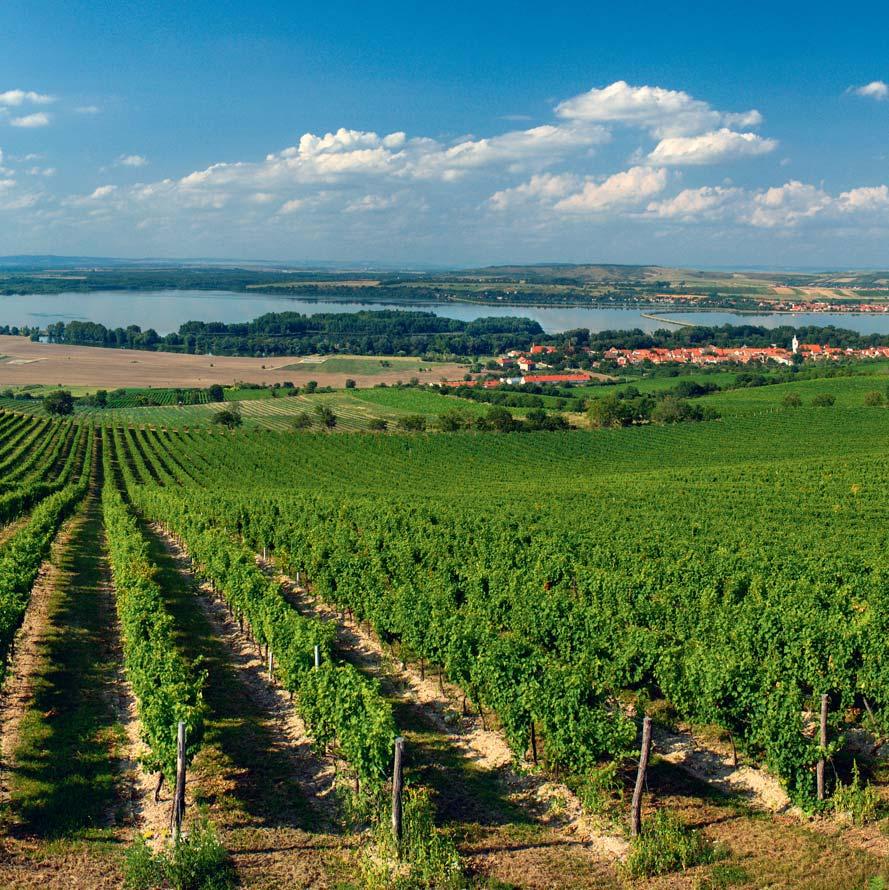 Vinařská oblast Morava Vinařská oblast Morava má výborné předpoklady pro tvorbu bílých vín se zajímavým spektrem vůní a kořenitosti, které doplňuje látková plnost z moravských úrodných půd.