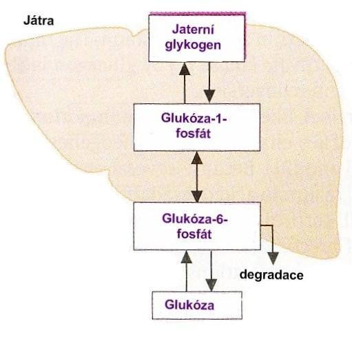 Funkce glykogenu ve svalech a játrech: Pokles