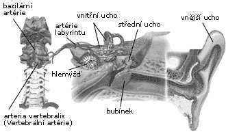 1 anatomická stavba sluchového