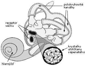 stavba vnitřního ucha Stavba
