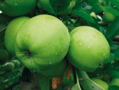 Alginure Zvýšení odolnosti proti houbovým chorobám Alginure je dnes základním komponentem efektivní ochrany jabloní před strupovitostí.