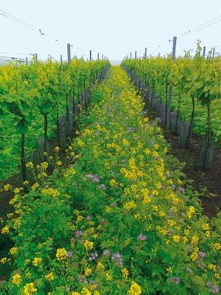 GreenMix multi Druhově bohatá směs bylin speciálně sestavená k víceletému ozelenění sadů a vinic Přednosti: již od jara v roce výsevu chrání půdu na svazích před erozí vytváří velké množství