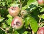 Probíhá intenzivní let nesytky jabloňové; ve výsadbách přítomny příznaky poškození podkopníčkem spirálovým a p. ovocným.