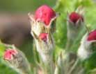 1. Úvod V posledním době je kladen zvýšený důraz na zdravotní bezpečnost ovoce, zejména z hlediska potenciálního výskytu reziduí pesticidů.