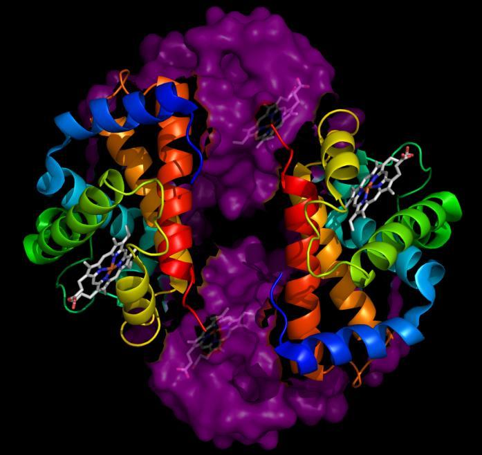 Hemoglobin a hemoglobinpatie