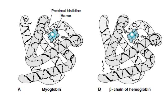 Struktura myoglobinu (1959) 1 polypeptidový řetězec (153 AMK) 1 hem terciární