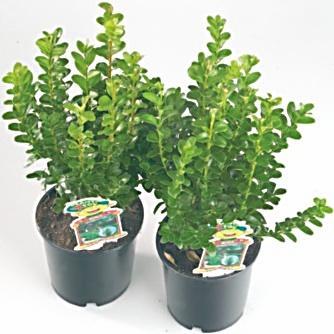 Buxus kont.