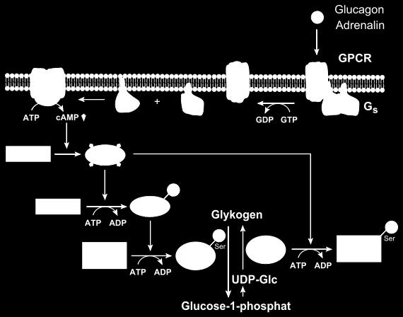 Metabolické dráhy