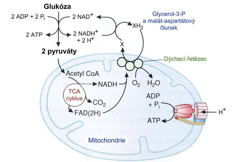 Metabolické osudy pyruvátu - produkt glykolýzy Aerobní podmínky Výtěžek: substrátová dekarboxylace citrátový