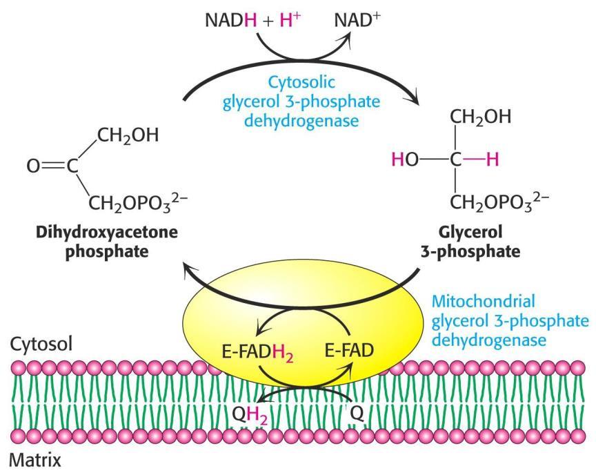 Metabolické osudy NADH - produkt glykolýzy NADH nemůže jednoduše přestoupit do matrix mitochondrie ve svalech redukce