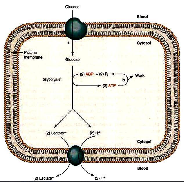 Regulace glykolýzy 3) Inhibice kyselým ph (typické pro svaly) 6-fosfofrukto-1-kinasa je inhibována protony pyruvát i laktát jsou poměrně silné kyseliny a jejich významná akumulace by mohla ohrozit