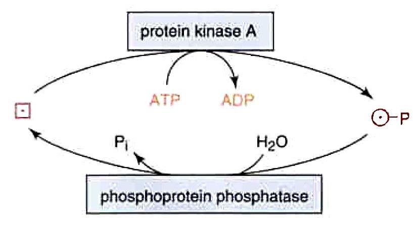 Regulace glykolýzy tvorba Fru-2,6-P bifunkční enzym = aktivita 6-fosfofrukto-2- kinasová a fruktosa-2,6-bisfosfatasová camp ovlivňuje