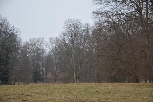 trojice stromů Dvojice solitérních