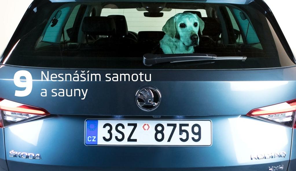Existují země, kde je zamykání zvířat v opuštěném autě nezákonné. V každém případě jde o nebezpečný zvyk.