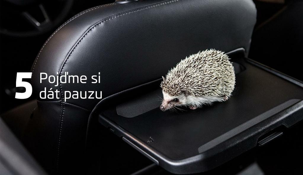 Dlouhé cestování je náročné pro každého. Psům byste měli udělat přestávku každé dvě až tři hodiny, tato doba je nicméně individuální a některá zvířata mohou vyžadovat i častější zastávky.