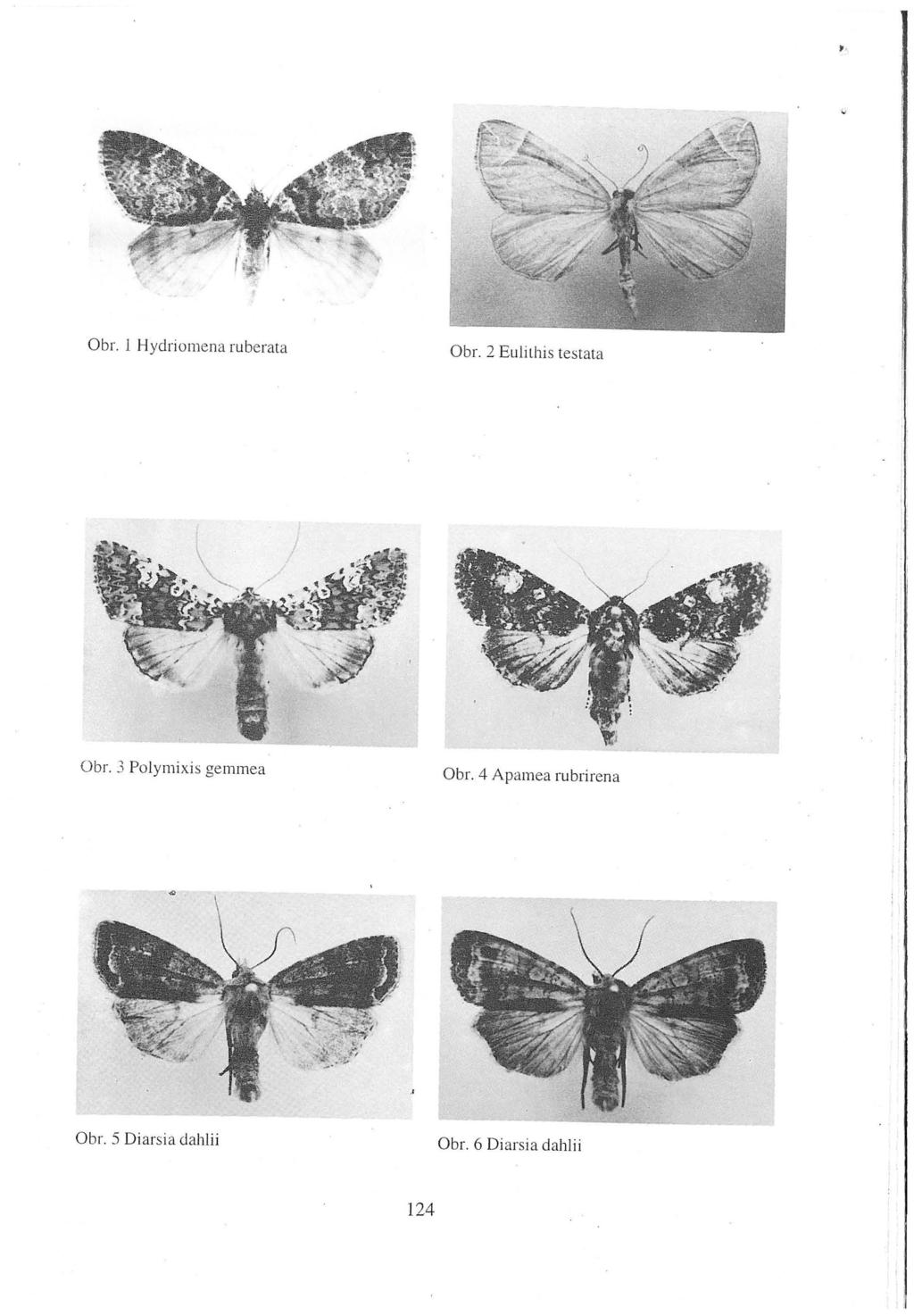 ,, Obr. 1 Hydriomena ruberata Obr. 2 Eulithis testata Obr.