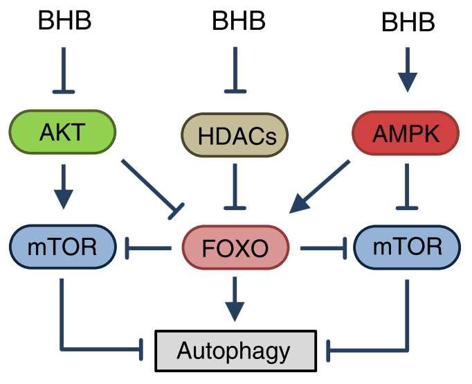 Protektivní mechanizmy beta-hydroxybutyrát?