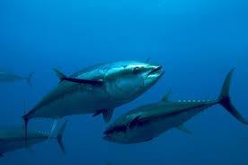 Neznámější je však tuňák konzervovaný v různých nálevech, se zeleninou, s marinádou a uzený 4.