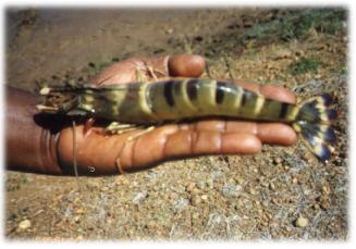 yessoensis Crassostrea