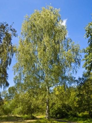 Holocénní rozšíření dřevin ve (střední) Evropě: příklady bříza bělokorá (Betula pendula) - podobná situace jako u borovice: zřejmě přežila glaciál ve střední Evropě - též možnost záměny s příbuznými