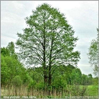 Holocénní rozšíření dřevin ve (střední) Evropě: příklady olše lepkavá (Alnus glutinosa) - fylogeografické studie podporují představu holocénního šíření z refugií v oblasti Karpat