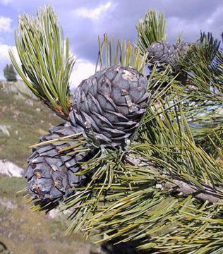 Glaciální relikty Holocénní rozšíření dřevin ve (střední) Evropě: příklady borovice limba (Pinus cembra) - součást glaciálních lesů jižní a východní Moravy (Rybníček & Rybníčková 1991, Willis & van