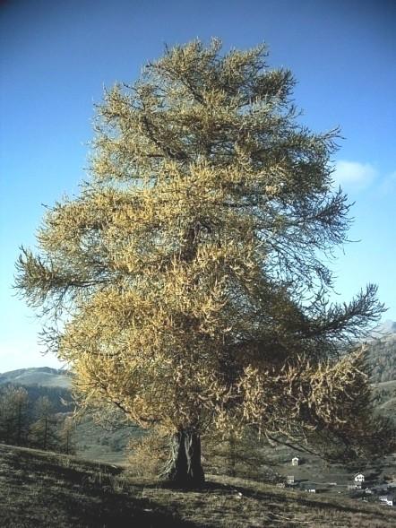 2010) - dnes nejblíže v Tatrách a Alpách modřín opadavý (Larix decidua) - součást glaciálních lesů jižní a východní Moravy (Rybníček & Rybníčková 1991, Willis & van Andel 2004, Jankovská & Pokorný