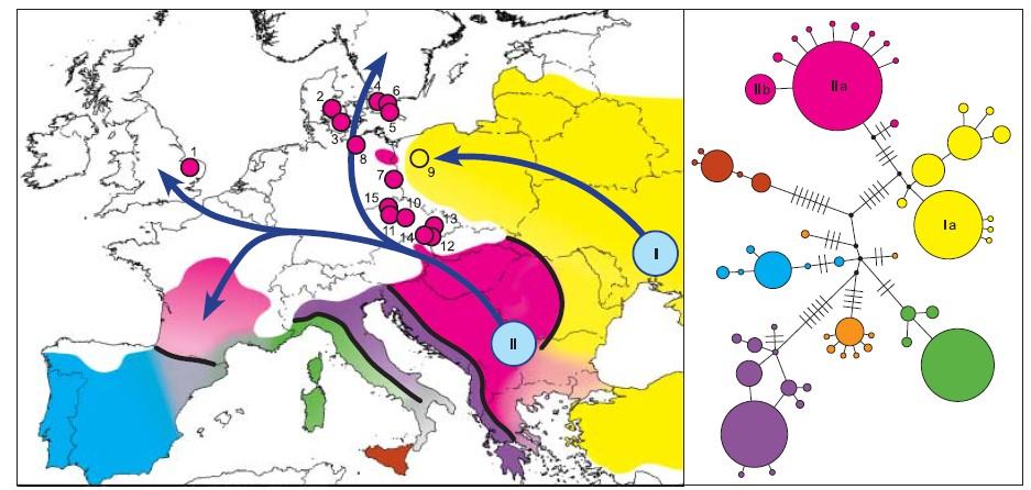 Evropě želva bahenní (Emys orbicularis) - LGM refugia v jižní