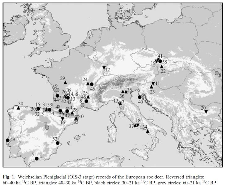 glaciálu opět častější ve střední Evropě (řada lokalit ve středním Německu) - ve starším holocénu rychlá kolonizace zbytku Evropy, včetně jižní části