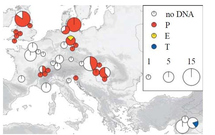 naprostá převaha jedné genetické linie - tato je odlišná od domestikované linie původem z Blízkého východu, jež se šířila