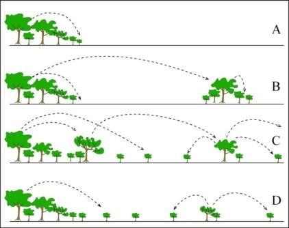 Modely šíření dřevin T. Giesecke A) Kontinuální frontální šíření: šíření ze souvislého dospělého porostu těsně za hranice dosavadního rozšíření (tj.