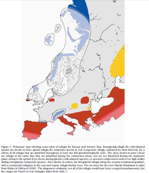 Holocénní rozšíření dřevin ve (střední) Evropě: současná představa interglaciální refugia chladnomilných druhů - vedle klasických jižních refugií hrála významnou roli v přežívání teplotně