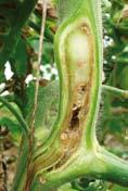 Unutar biljke širi se sistemično provodnim snopovima. Bakterijska krastavost plodova (Xanthomonas campestris pv. vesicatoria). Napada rajčicu i papriku.