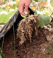 Glavni uzrok povećanja broja ovih štetnika u tlu predstavlja monokultura i loš plodored. Nematode su sitni organizmi teško vidljivi golim okom.