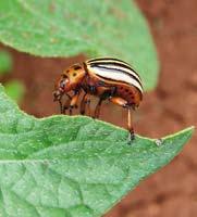 Krumpirova zlatica (Leptinotarsa decemlineata) ŠTETNICI Opis i biologija štetnika Osim krumpira često napada patliđžan a ponekad i