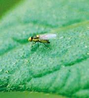 Lisni mineri (Liriomyza spp.) 1,4 2,0 mm ŠTETNICI Opis i biologija štetnika Uzrokuju štete u zaštićenim prostorima na rajčici, patliđžanu i krastavcima.