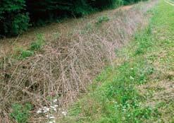 Jedna od mjera borbe je njihovo kemijsko uništavanje za što nam služi totalni herbicid Ouragan.