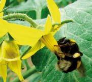 Prije nabavke i unošenja bumbara provjeriti perzistentnost posljednjeg korištenog pesticida. 2. Bumbare unijeti u objekte tek kad se pojave prvi otvoreni cvjetovi i potreba za oplodnjom. 3.