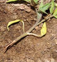 BOLESTI Uzročnici polijeganja rasada (Pythium i Phytophthora spp.