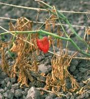 Napadnute biljke pokazuju znakove venuća, a iznad zaražene zone pokušavaju formirati novo korijenje. Ukoliko ne uspiju propadaju. Ovi paraziti se zadržavaju dugo u tlu.
