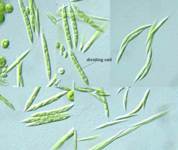 Chlorophyceae, Selenastraceae