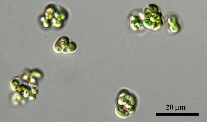 Chlorophyceae, Selenastraceae