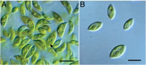 obliquus A. deserticola A. bajacalifornicus.