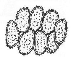 stěna V. verrucosus, V.