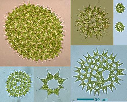 Chlorophyceae, Hydrodictyaceae Pediastrum