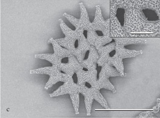 Pediastrum stále